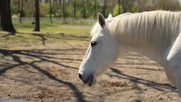 Close Cavalo Branco Com Olhos Castanhos Fazenda Câmera Lenta — Vídeo de Stock