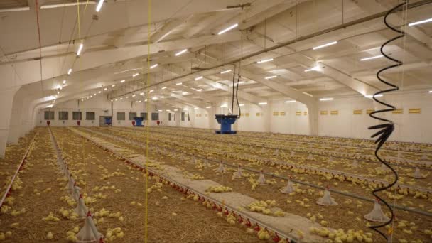Κοτόπουλα Βιομηχανική Φάρμα Κοτόπουλα Προς Πάχυνση Ένα Σύγχρονο Πτηνοτροφείο — Αρχείο Βίντεο