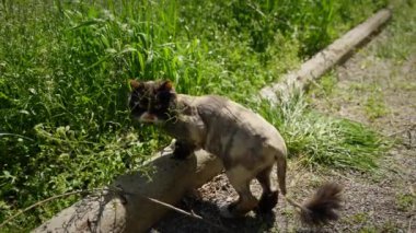 Güneşli bir mayıs gününde, yeşil çimenlerin ve sarı çiçeklerin arasında bir kedi yürüyor bahçede.