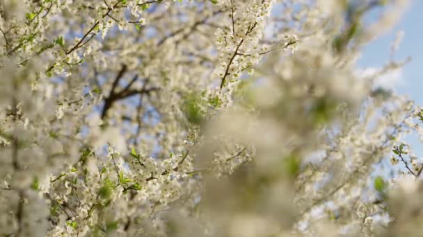 暖かい晴れた日に早春に咲くリンゴの木 果樹園の果樹に白い花 青空を背景に白い花を咲かせる木の枝 — ストック動画