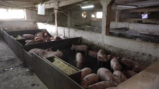 一群粉红的猪被锁在一个不卫生的养猪场里的一只肮脏的笔下 — 图库视频影像