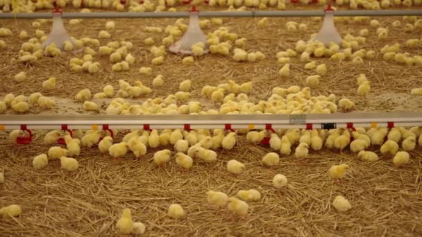 Yüksek Kaliteli Tavuk Eti Satışından Gelir Elde Etmek Için Kurulmuş — Stok video