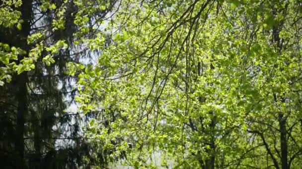 Pequenos Galhos Com Folhas Verdes Recém Aparecidas Balançam Vento Nos — Vídeo de Stock