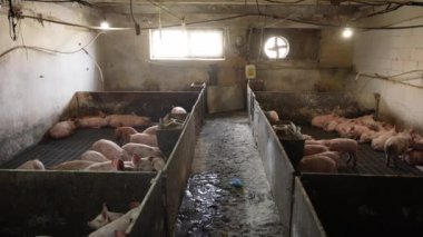 Domuzcuk yetiştirme çiftliği. Küçük domuzcuklar sıkışık, kirli bir kafeste tutulur.
