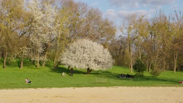 Pomar Maçã Primavera Floração Plantas Frutíferas Pessoas Estão Descansando Grama — Vídeo de Stock
