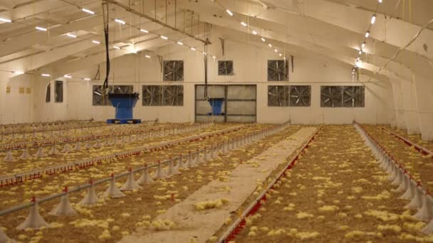 Pěstování Výkrm Kuřat Drůbežářské Farmě Zemědělství — Stock video