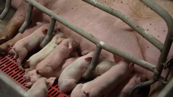 Nyfödda Smågrisar Suger Mjölk Modergrisens Bröst Stor Grisfarm — Stockvideo