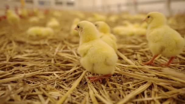 Птицеферма Новорожденные Цыплята Ферме — стоковое видео
