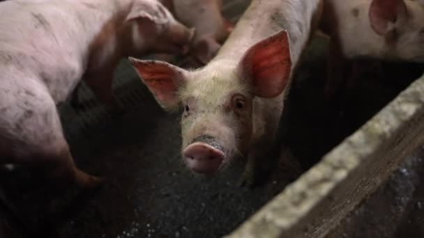 Los Cerditos Miran Cerca Cámara Cerditos Una Granja Cerdos — Vídeos de Stock