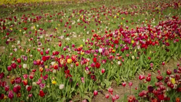 Tulpenveld Kleurrijke Tulpen Bloeien Een Park Voorjaar Achtergrond — Stockvideo
