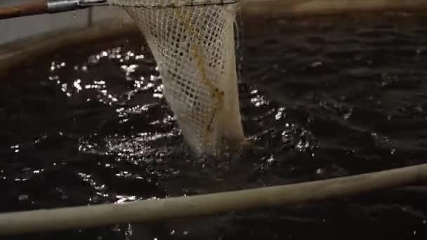 Een Visser Haalt Zoetwatervis Uit Rivier Die Hij Ving Met — Stockvideo