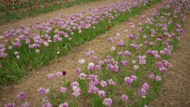 在春风中摇曳着的自然绽放的嫩芽 在大自然的背景下绽放着新鲜郁金香花瓣的美丽 — 图库视频影像