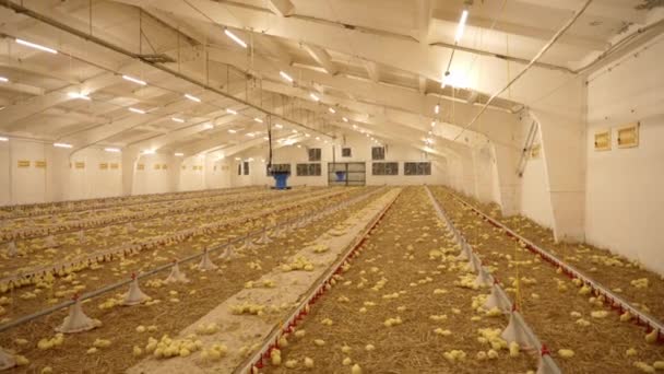 Exploração Avícola Para Cultivo Frangos Corte — Vídeo de Stock