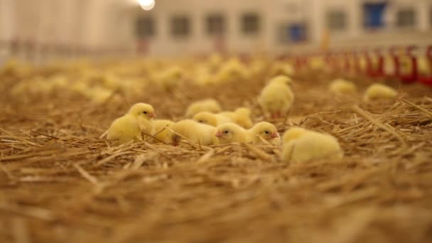 Farmaření Chov Kuřat Novorozená Mláďata — Stock video