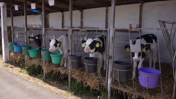 Вирощування Худоби Молочній Фермі — стокове відео