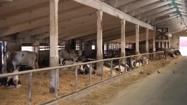 Sığır Ahırında Dinlenen Inekler Mandıra Çiftliği — Stok video