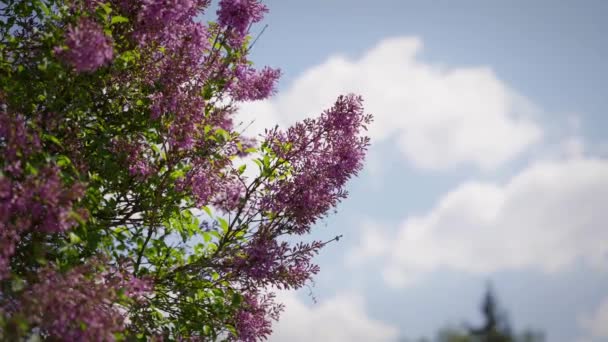春の晴れた公園で5月に屋外のライラックの枝に成長する新鮮な紫色のライラックの花の茂み 美しい花と緑の葉ビデオ背景 — ストック動画