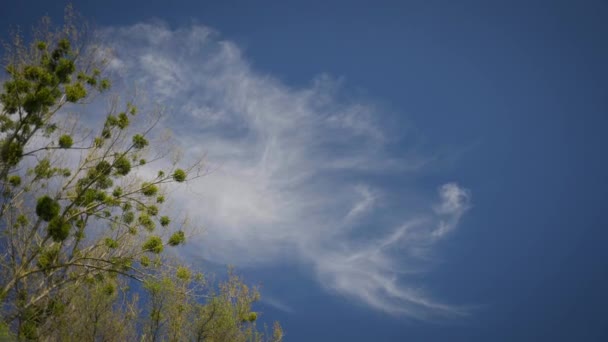 晴れた日に青い空に木を振る — ストック動画