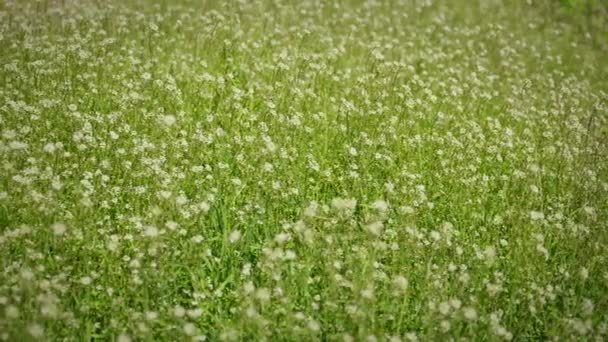 Sommer Almwiese Mit Weißen Wildblumen Die Kamera Bewegt Sich Zwischen — Stockvideo