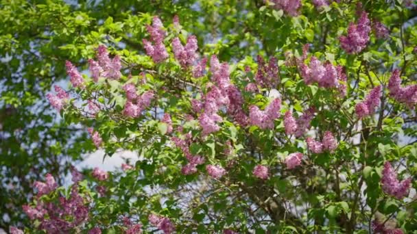 Ένα Κλαδί Πασχαλιάς Όμορφα Μωβ Ευωδιαστά Λουλούδια Ταλαντεύεται Στον Ανοιξιάτικο — Αρχείο Βίντεο