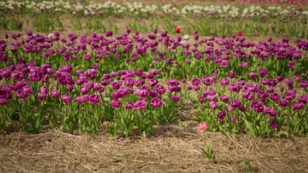 Pole Fioletowych Tulipanów Wietrze Pola Tulipanów Holenderskich — Wideo stockowe