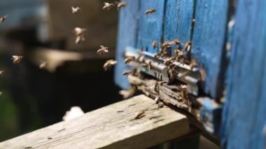 Bir bal arısı sürüsü polen taşır ve arı kovanının iniş tahtasına uçar..