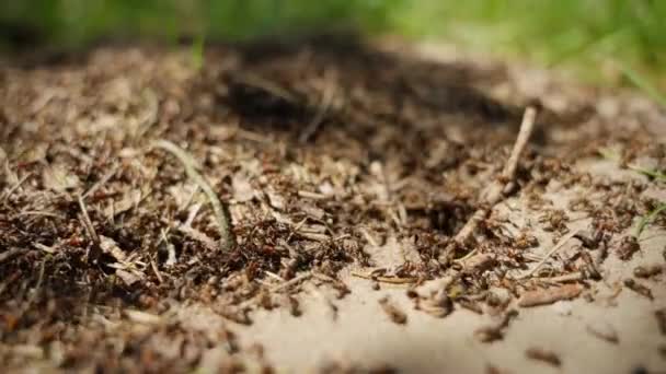 森林里的大蚁丘靠近了 夏天和一群蚂蚁在一起生活 — 图库视频影像