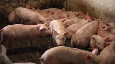 Domuz çiftliğinin içinde bir sürü küçük pembe domuz koşuyor. Hayvan çiftliği ve tarım. Domuz yetiştiriciliği..