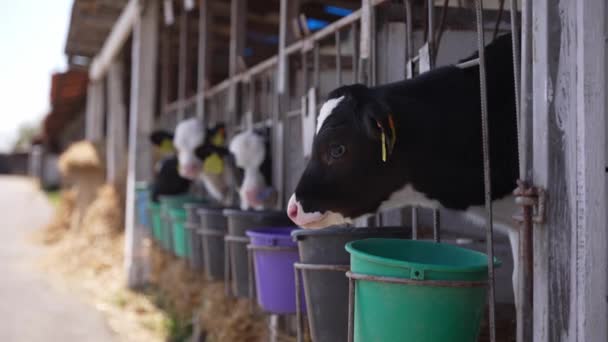 牲畜饲养场特写镜头 小牛犊被锁在狭窄的笼子里 奶牛场里有小牛犊的苗圃 农场谷仓里的一头新生母牛 — 图库视频影像