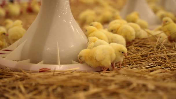 Zblízka Pohled Malá Kuřátka Pitnou Vodu Farmě — Stock video