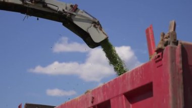 Sığır yemi için mevsimlik hasat