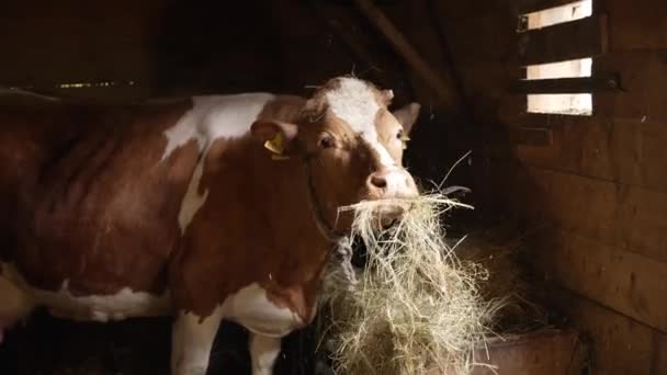 Крупный План Коровы Поедающей Сено Пола Разведение Скота Производства Говядины — стоковое видео