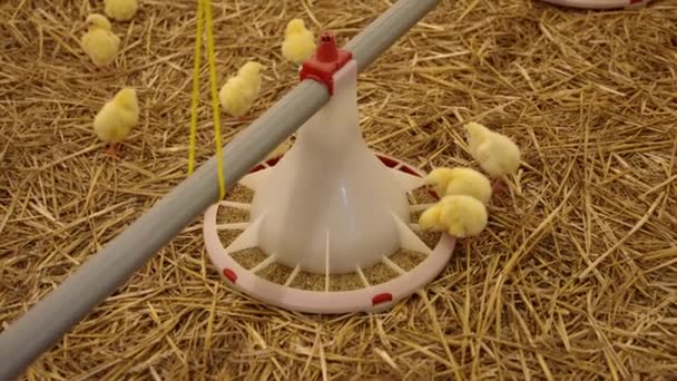 Kümes Hayvanları Yetiştiriyor Sarı Civcivler Özel Besleyicilerden Bileşik Beslenme Yiyorlar — Stok video