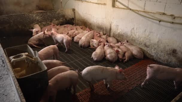 Farm Pigs Resting Modern Pig Farm Lot Pigs — Stock Video