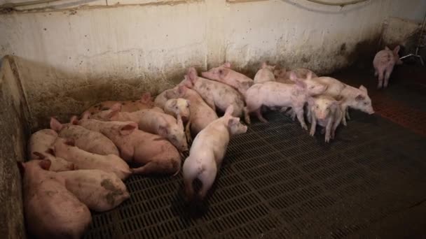 Group Young Pink Pigs Meat Farm — Stock Video