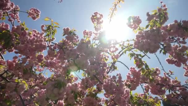 Vacker Japansk Sakura Blommande Rosa Blommor Mot Blå Himmel — Stockvideo