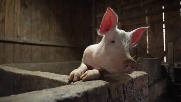 遊び心のある豚が来て カメラのレンズを見るためにフェンスを登る — ストック動画