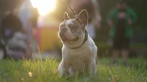 Cão Bonito Engraçado Está Posando Frente Câmera Gramado Verde Sob — Vídeo de Stock