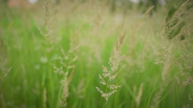 Sıcak bir yaz gününde rüzgâr hafifçe çimenleri sallıyor.