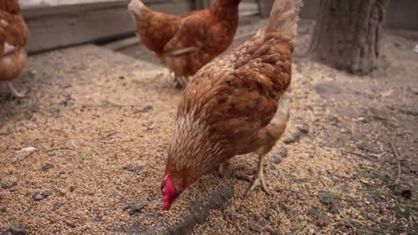 Hühner Auf Dem Hof Eines Hauses Picken Mais Und Weizen — Stockvideo