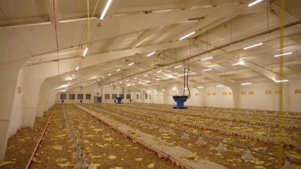 Proceso Criar Pollos Una Granja Avícola — Vídeos de Stock