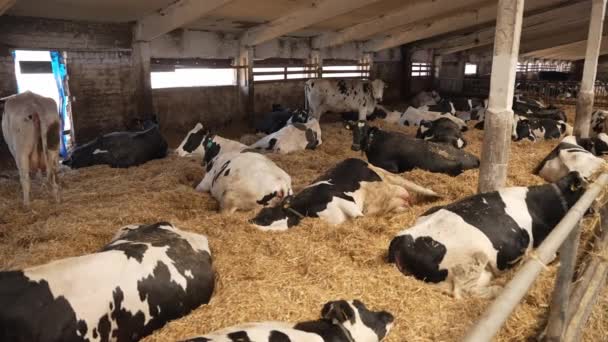 奶牛躺在农场的干草上 — 图库视频影像