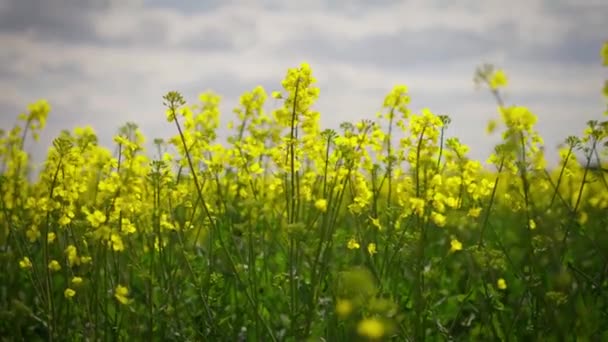 Żółty Kwiat Kwitnące Pole Uprawne Rzepaku Rzepaku Zbliżenie Żółte Canola — Wideo stockowe