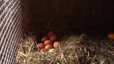 Tavukların yuvasında az miktarda tavuk yumurtası bulunur. Tavuk yuvasında taze yumurta..