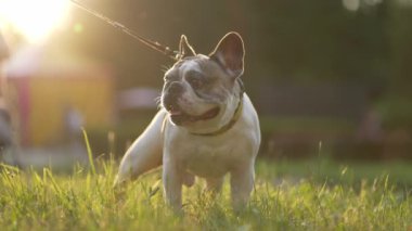 Parkta yürürken boynunda tasmasıyla bir yaşındaki sevimli bir köpeğin portresi.