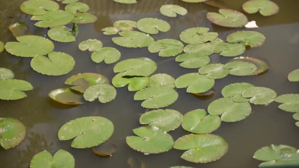 Lotus Kvete Listí Řece Vodní Lilie Kvete Jezeře Horkého Letního — Stock video