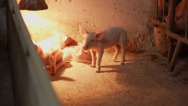 Маленькі Рожеві Свині Грають Показують Милі Обличчя Тримаючи Милих Поросят — стокове відео