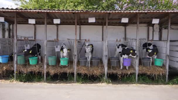 Молодые Телята Сарае Разных Отделах Сельское Хозяйство Коровы Стоящие Маленьких — стоковое видео