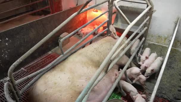 小猪用钢笔在农场里吸吮它们的母亲的乳房 猪用牛奶喂小猪 — 图库视频影像