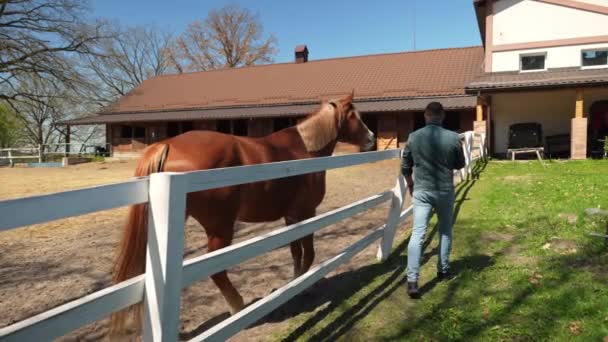 Treinador Cavalos Trabalho Uma Fazenda Treina Animais Uma Paddock — Vídeo de Stock